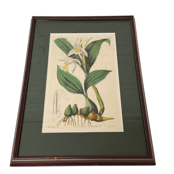 Framed Botanical Print Vintage Art Print 12.25" High White Flower - Picture 4 of 15
